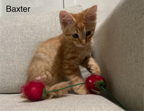 BAXTER - Domestic Short Hair available for adoption