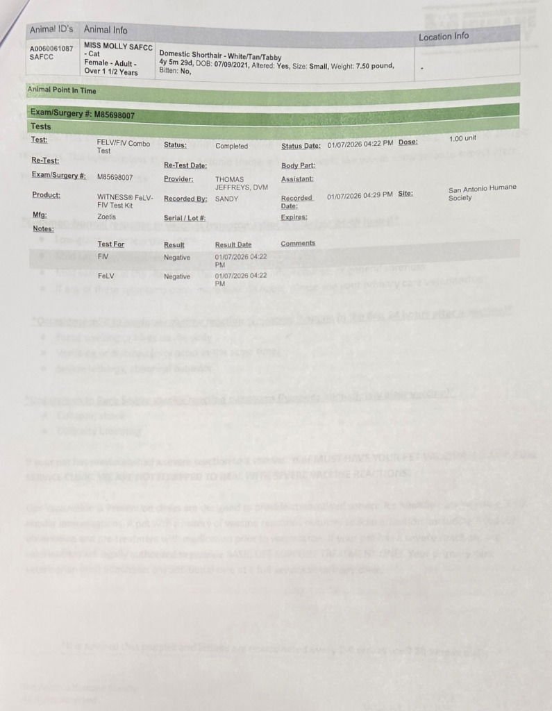 BONNIE - Domestic Short Hair available for adoption