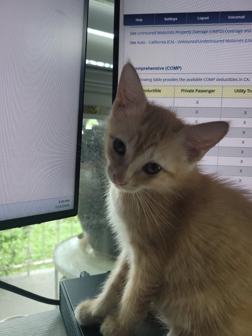 FRANCIS BEAN - Domestic Short Hair available for adoption