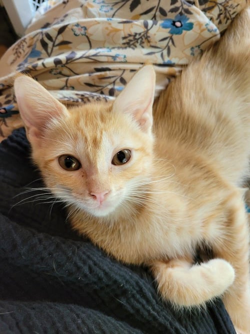 FRANCIS BEAN - Domestic Short Hair available for adoption