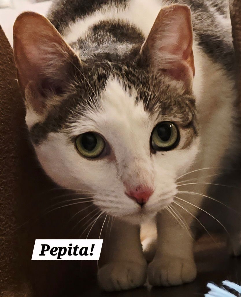 PEPITA - Domestic Short Hair / Tabby available for adoption