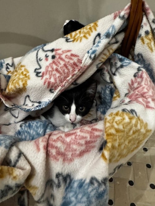LARK - Domestic Short Hair / Domestic Short Hair available for adoption