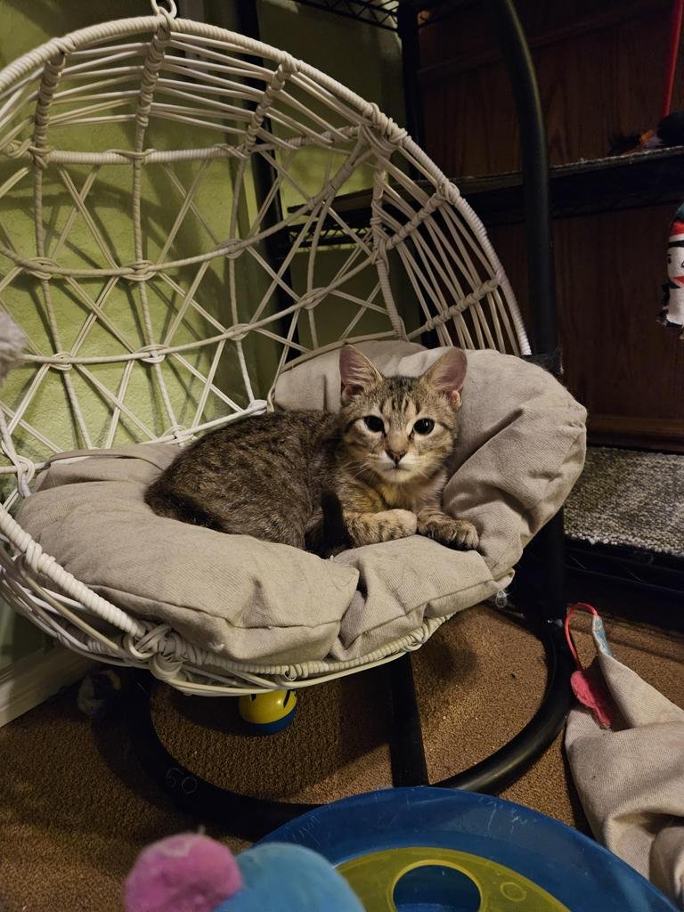 FRANKY - Tabby available for adoption