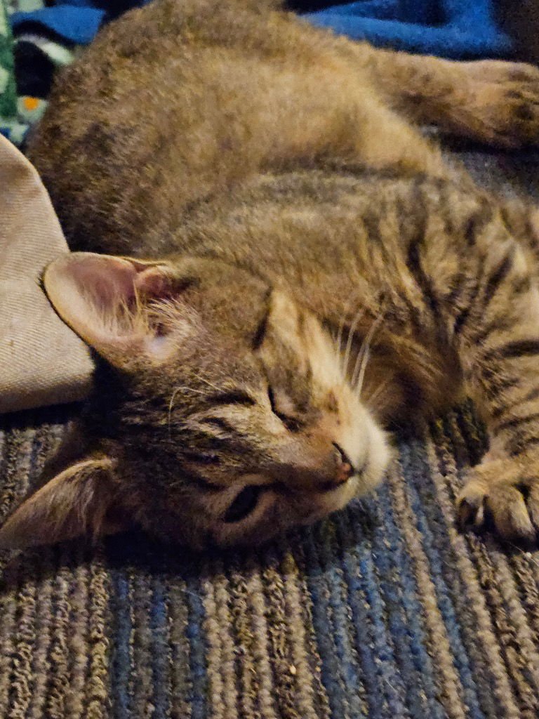 FRANKY - Tabby available for adoption