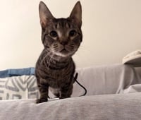 Vex - Photo 4