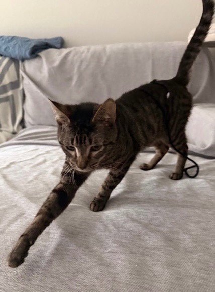 VEX - Domestic Short Hair available for adoption