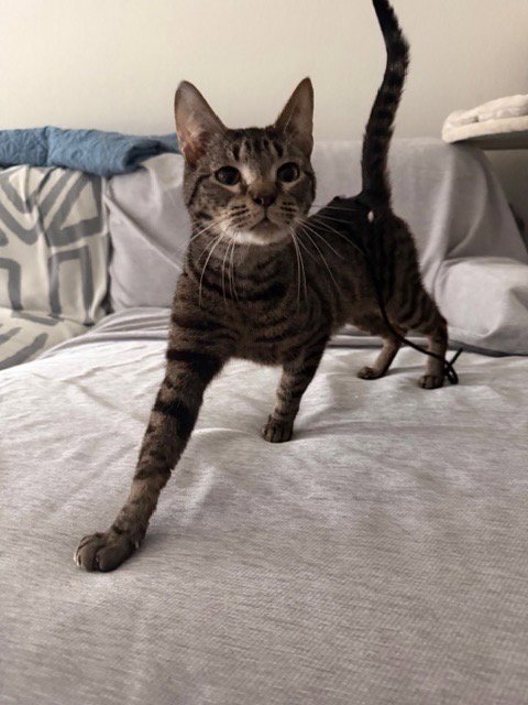 VEX - Domestic Short Hair for adoption in San Antonio