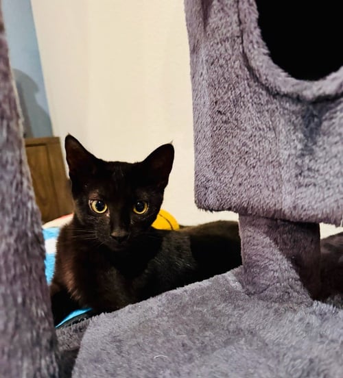RAVEN - Domestic Short Hair available for adoption