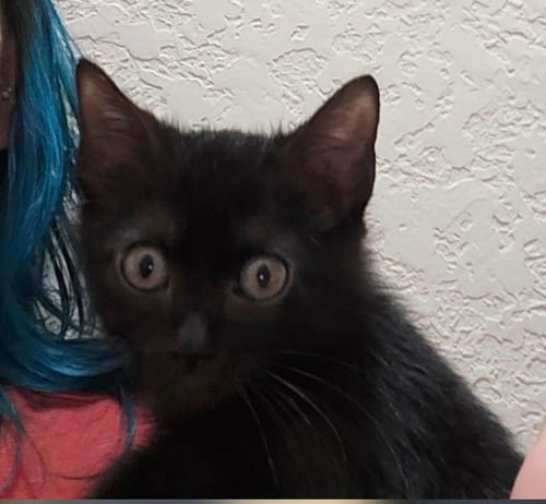 ATHENA - Domestic Short Hair available for adoption