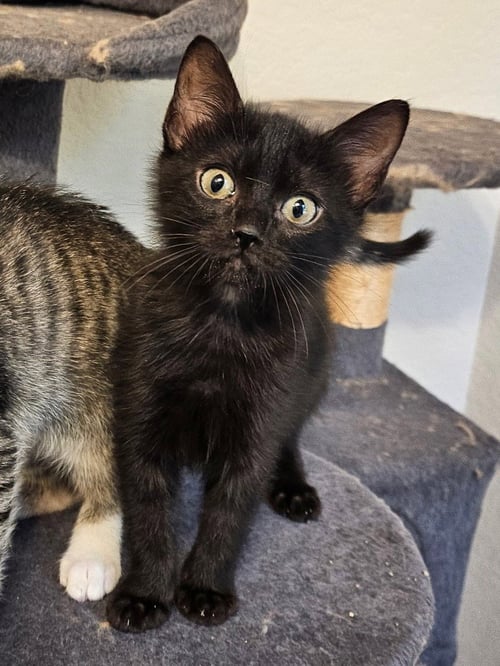 ATHENA - Domestic Short Hair available for adoption