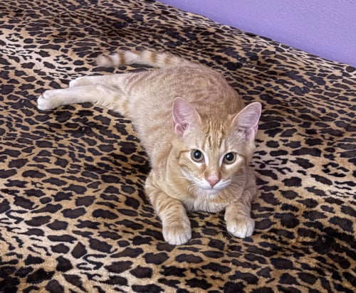 ALEX - Tabby available for adoption