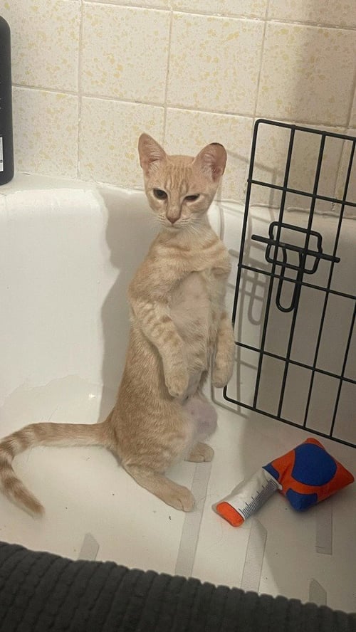 AMBER - Tabby available for adoption