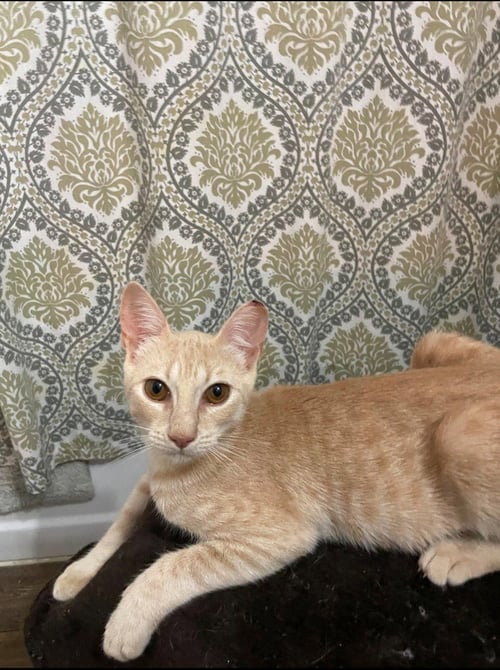 AMBER - Tabby available for adoption