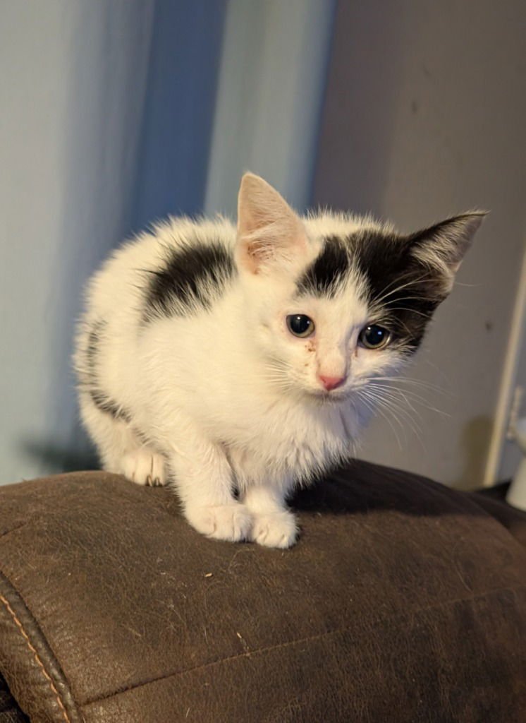 AQUADILLA - Domestic Short Hair available for adoption