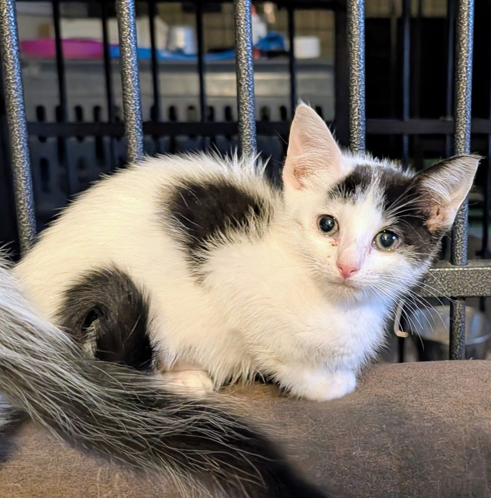 AQUADILLA - Domestic Short Hair available for adoption