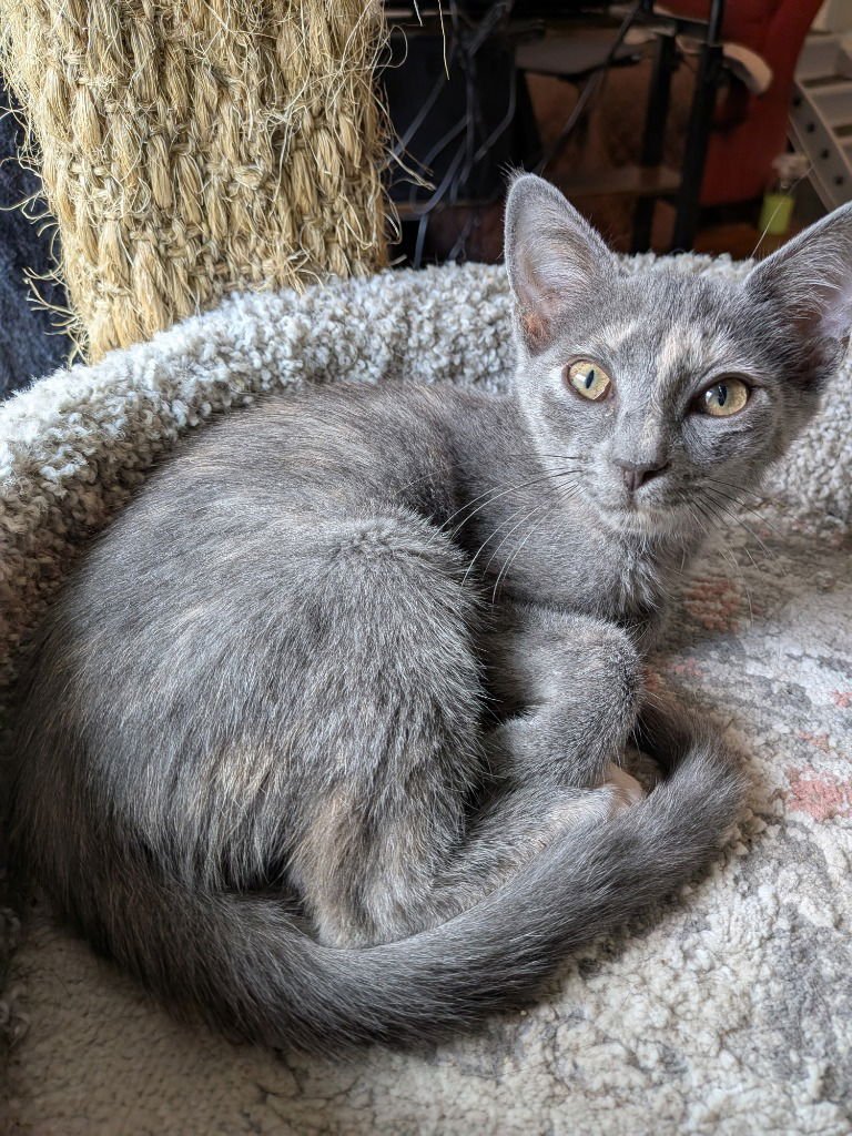 VERUSCHKA - Domestic Short Hair available for adoption