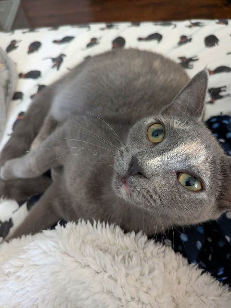 VERUSCHKA - Domestic Short Hair available for adoption