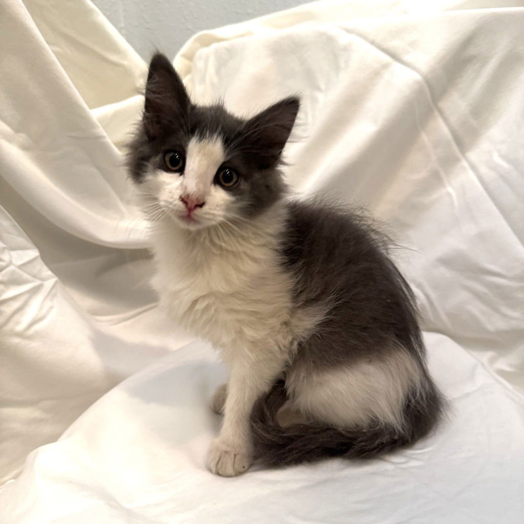 CLOUDY DUMPLING - Domestic Medium Hair available for adoption