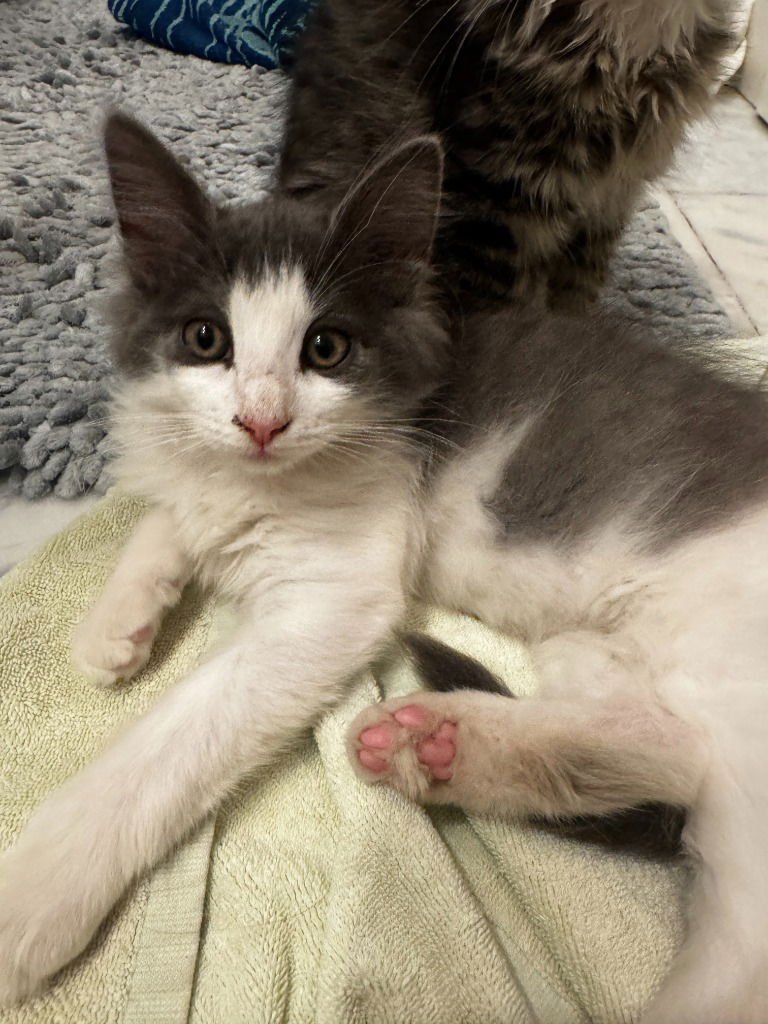 CLOUDY DUMPLING - Domestic Medium Hair available for adoption