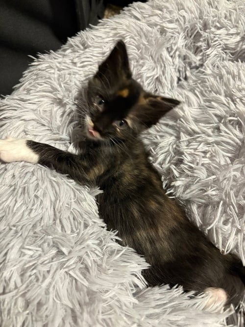 GWEN - Domestic Short Hair available for adoption