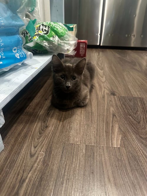 ASH - Domestic Short Hair available for adoption