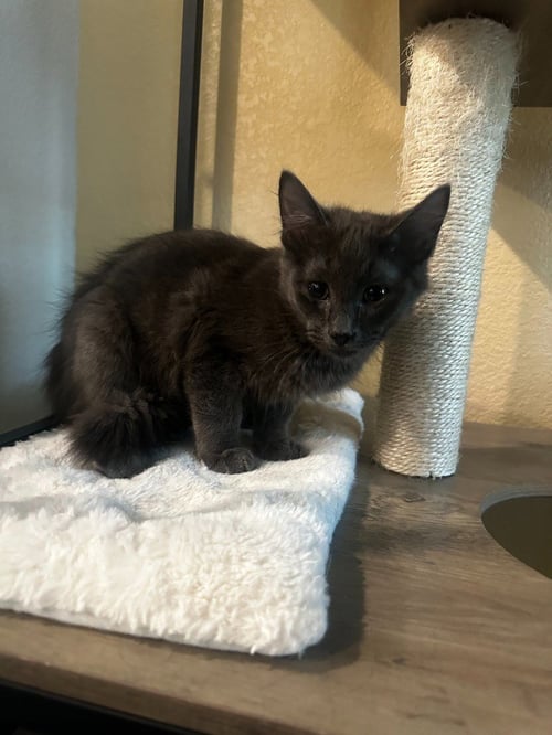 ASH - Domestic Short Hair available for adoption