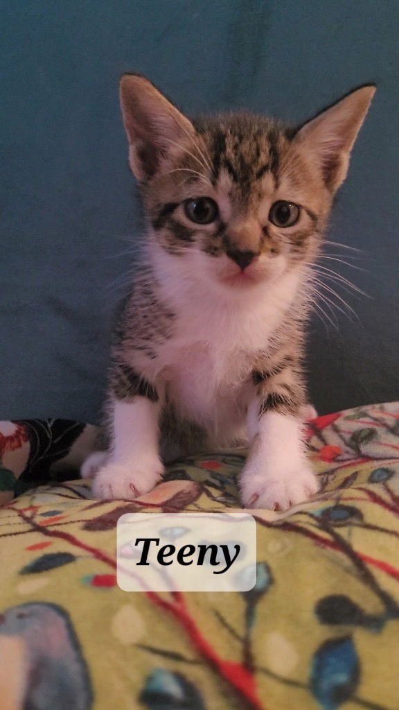 TEENY - Tabby available for adoption