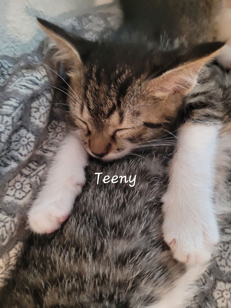 TEENY - Tabby available for adoption