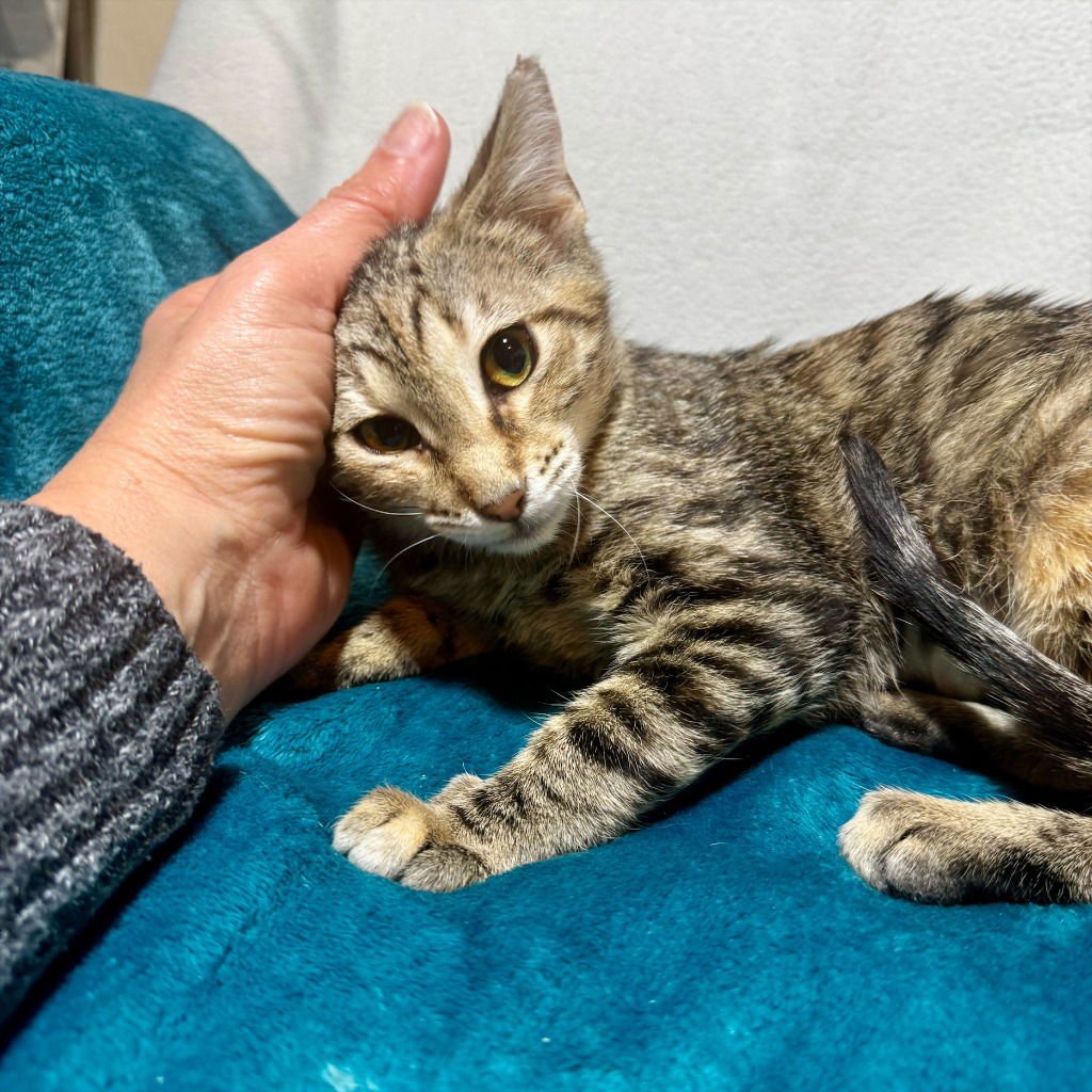 NAVIE - Tabby available for adoption