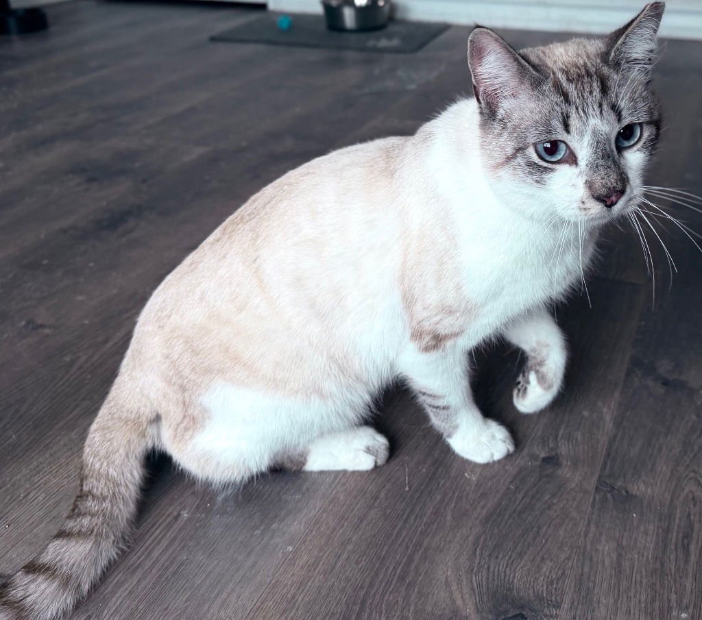 ICHABOD - Domestic Short Hair available for adoption