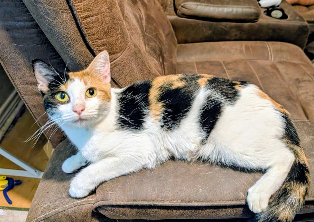 ISABELLA - Calico available for adoption