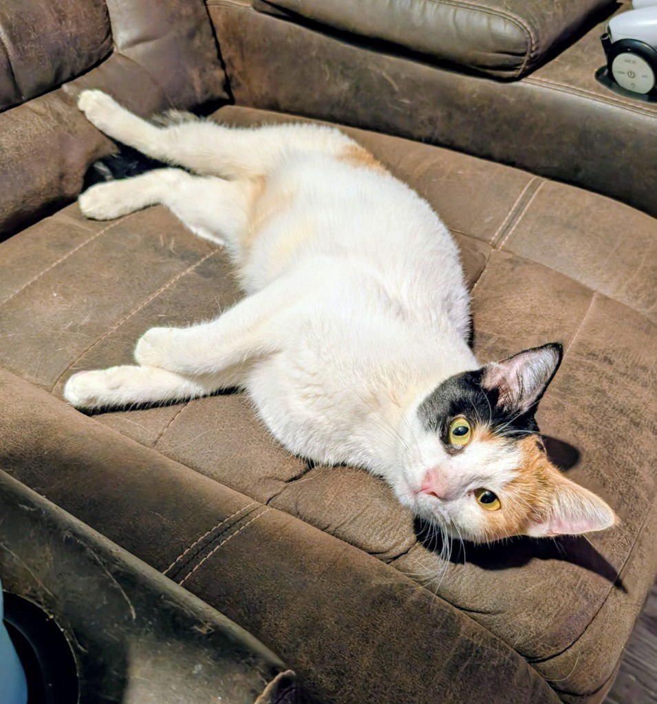 ISABELLA - Calico available for adoption