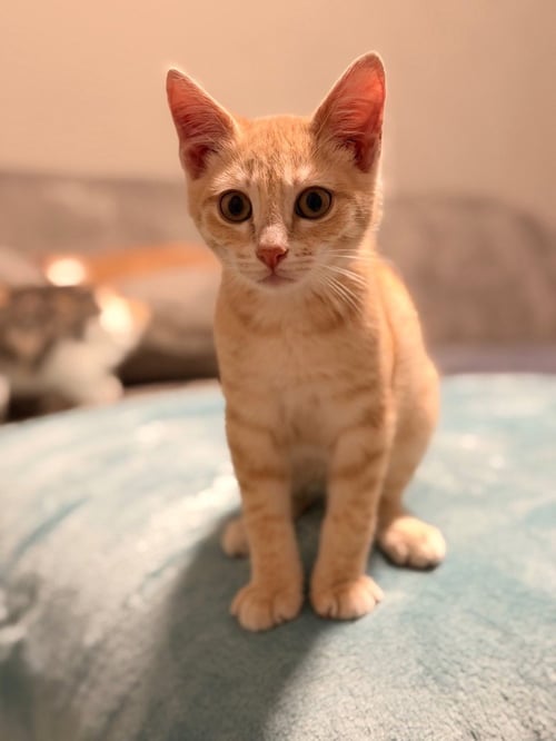 PUMPKIN - Domestic Short Hair for adoption in San Antonio