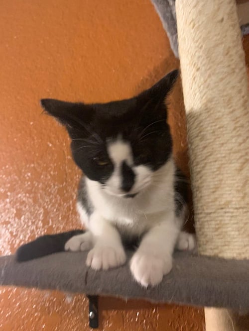 HALF & HALF - Domestic Short Hair available for adoption