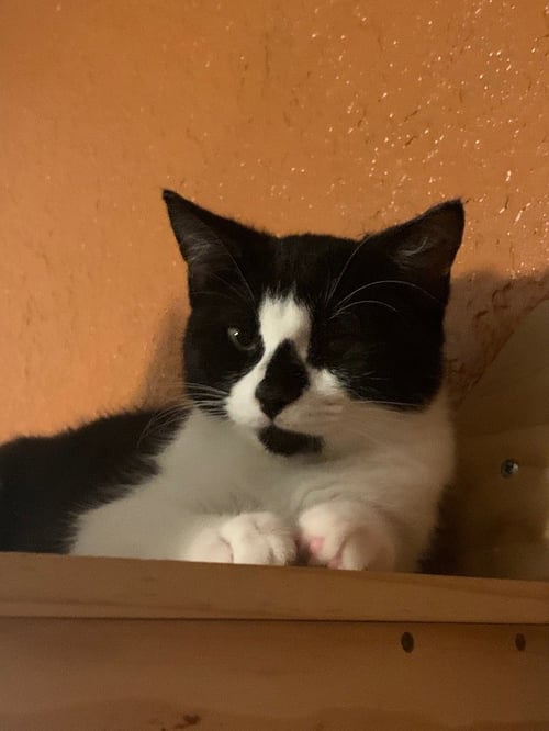 HALF & HALF - Domestic Short Hair available for adoption