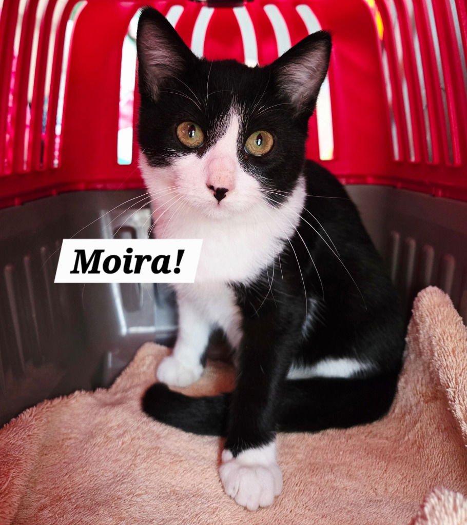 MOIRA - Domestic Short Hair / Domestic Short Hair available for adoption