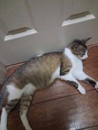 Apple Fritter - Photo 3
