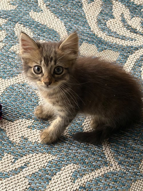 RAIN - Tabby available for adoption