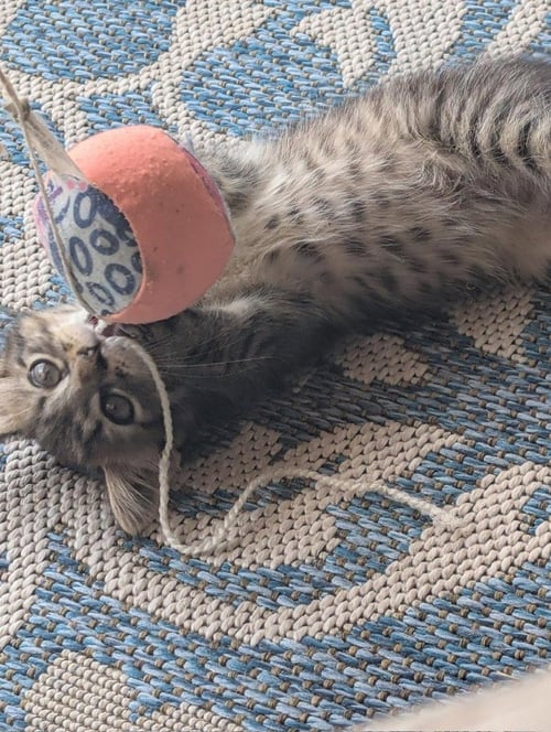 RAIN - Tabby available for adoption