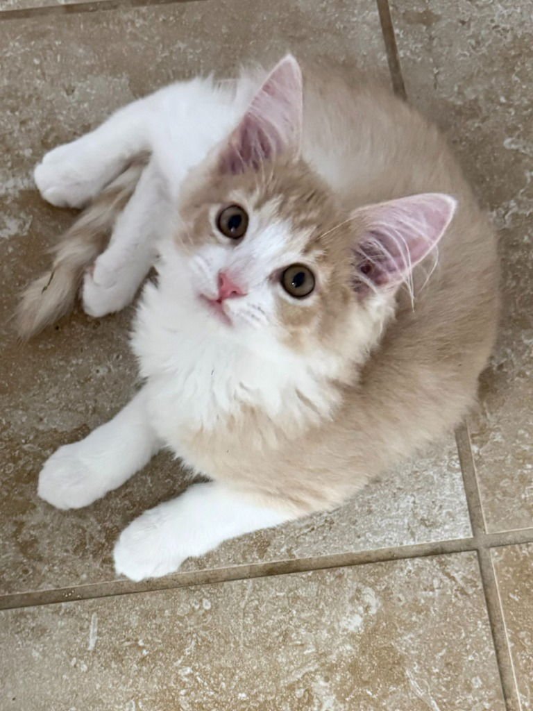 GOBI - Tabby available for adoption