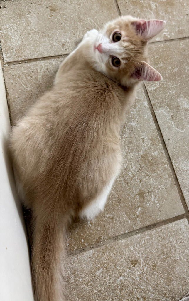 GOBI - Tabby available for adoption