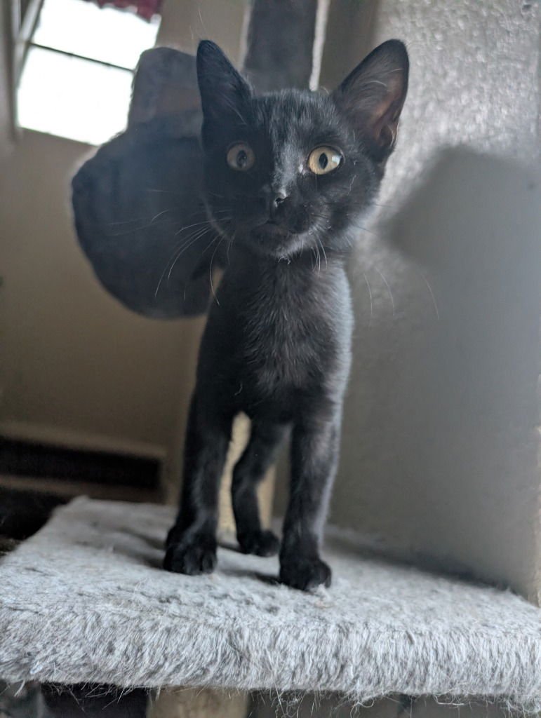 MILLER - Domestic Short Hair available for adoption