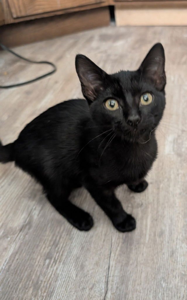 MILLER - Domestic Short Hair available for adoption