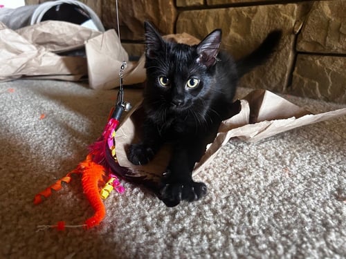 RAVEN - Domestic Short Hair / Bombay available for adoption