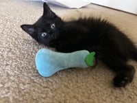 Raven - Photo 3