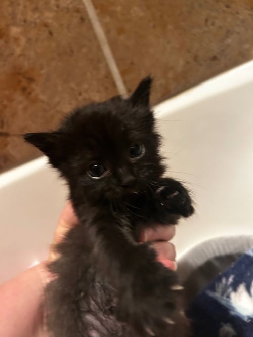 RAVEN - Domestic Short Hair / Bombay available for adoption