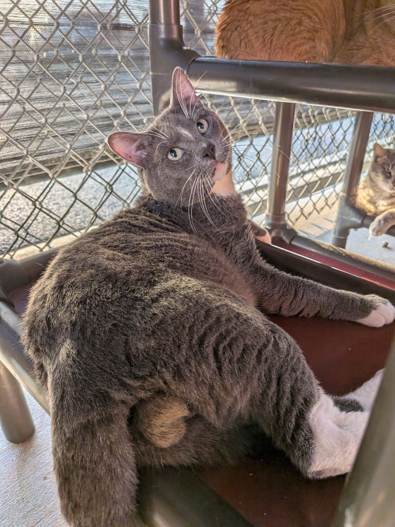 MCFLUFFINS - Domestic Short Hair available for adoption