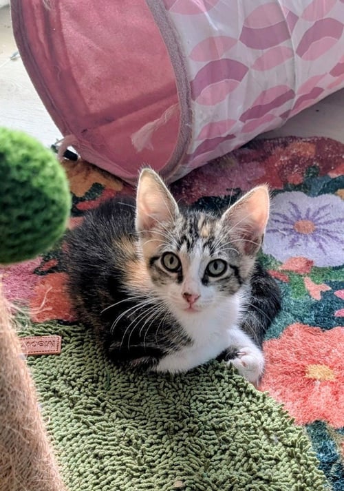 TEQUILA ROSE - Calico available for adoption