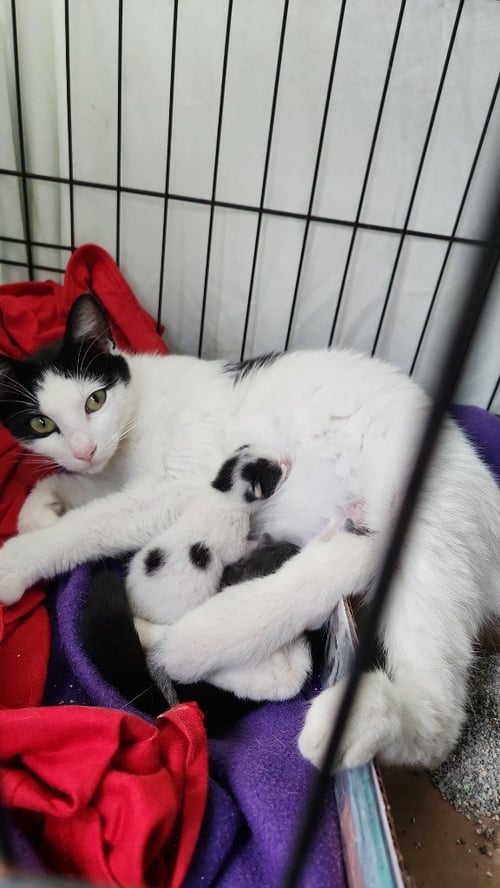 DOMINO - Turkish Van / Domestic Short Hair available for adoption