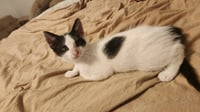 Domino - Photo 2